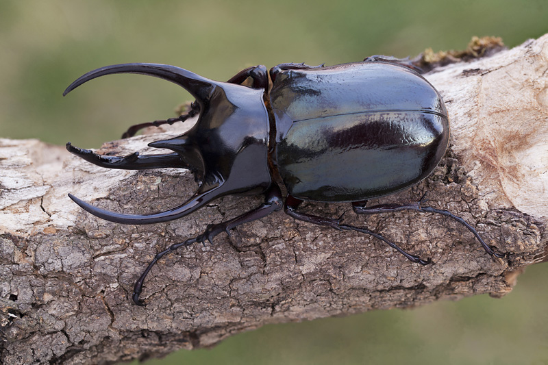 Chalcosoma chiron 