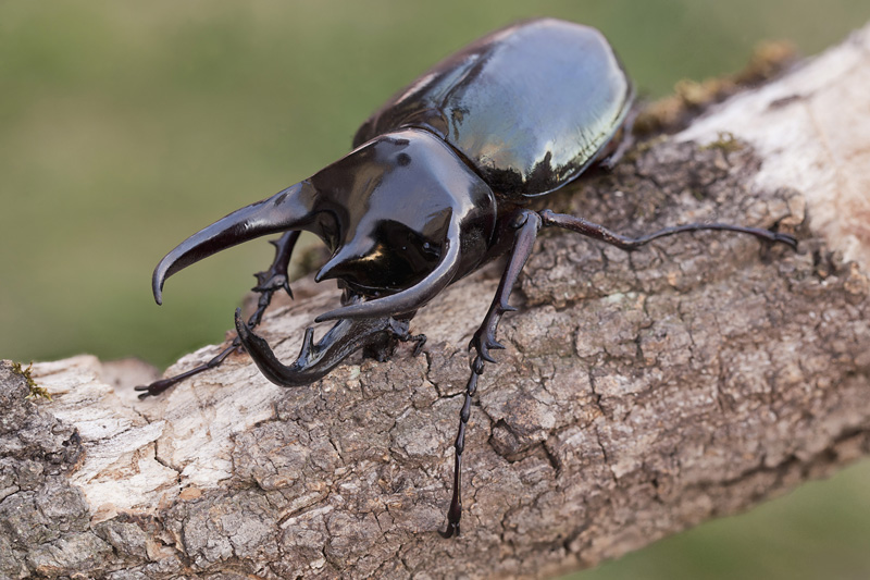 Chalcosoma chiron 