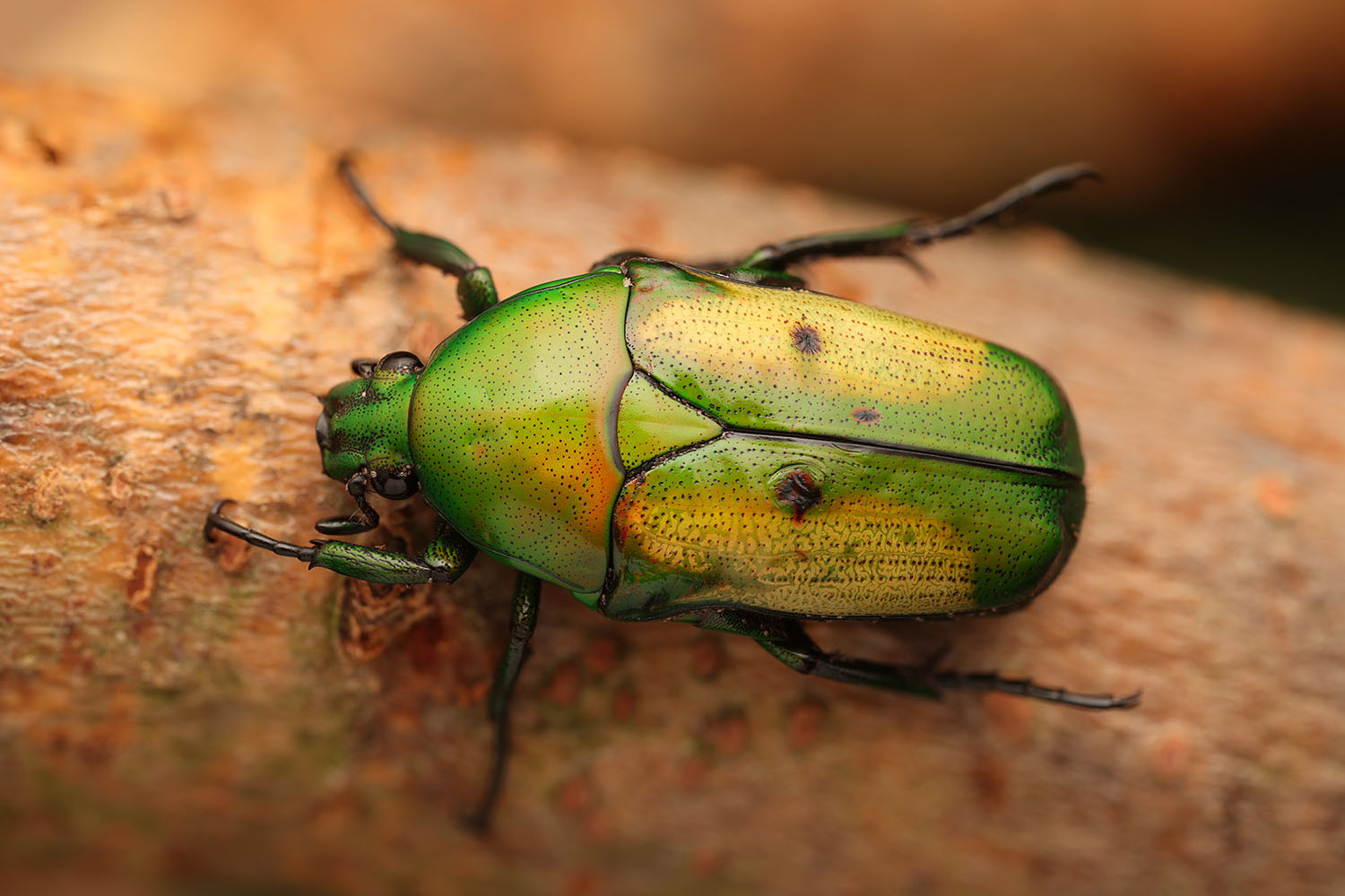 Chlorocala africana subsuturalis