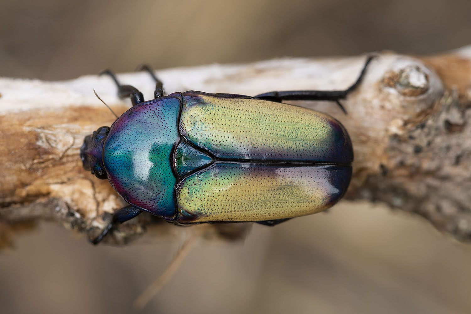 Chlorocala africana tschindeana