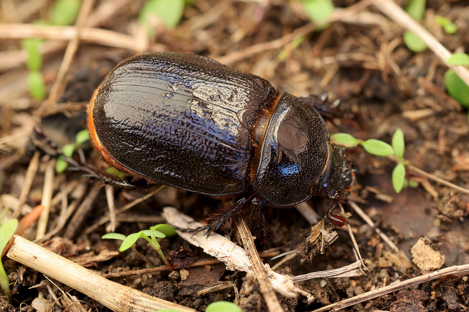 Cyphonistes vallatus vallatus