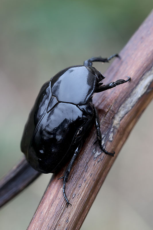 Diplognatha gagates 