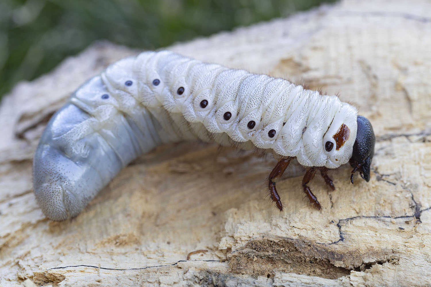 Dynastes hercules lichyi