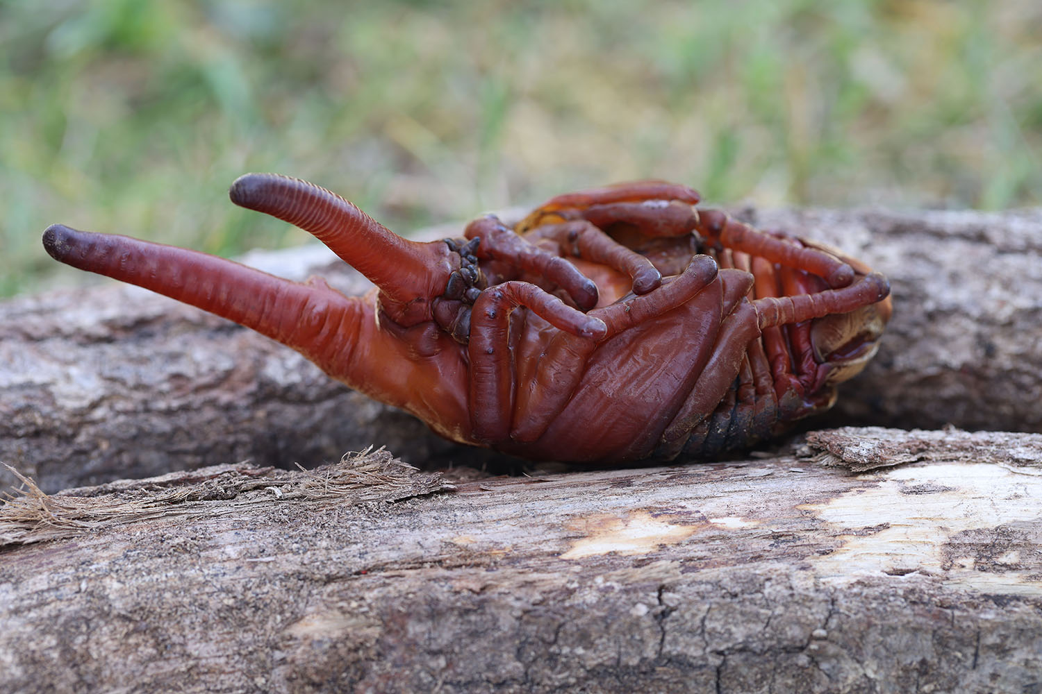 Dynastes hercules lichyi