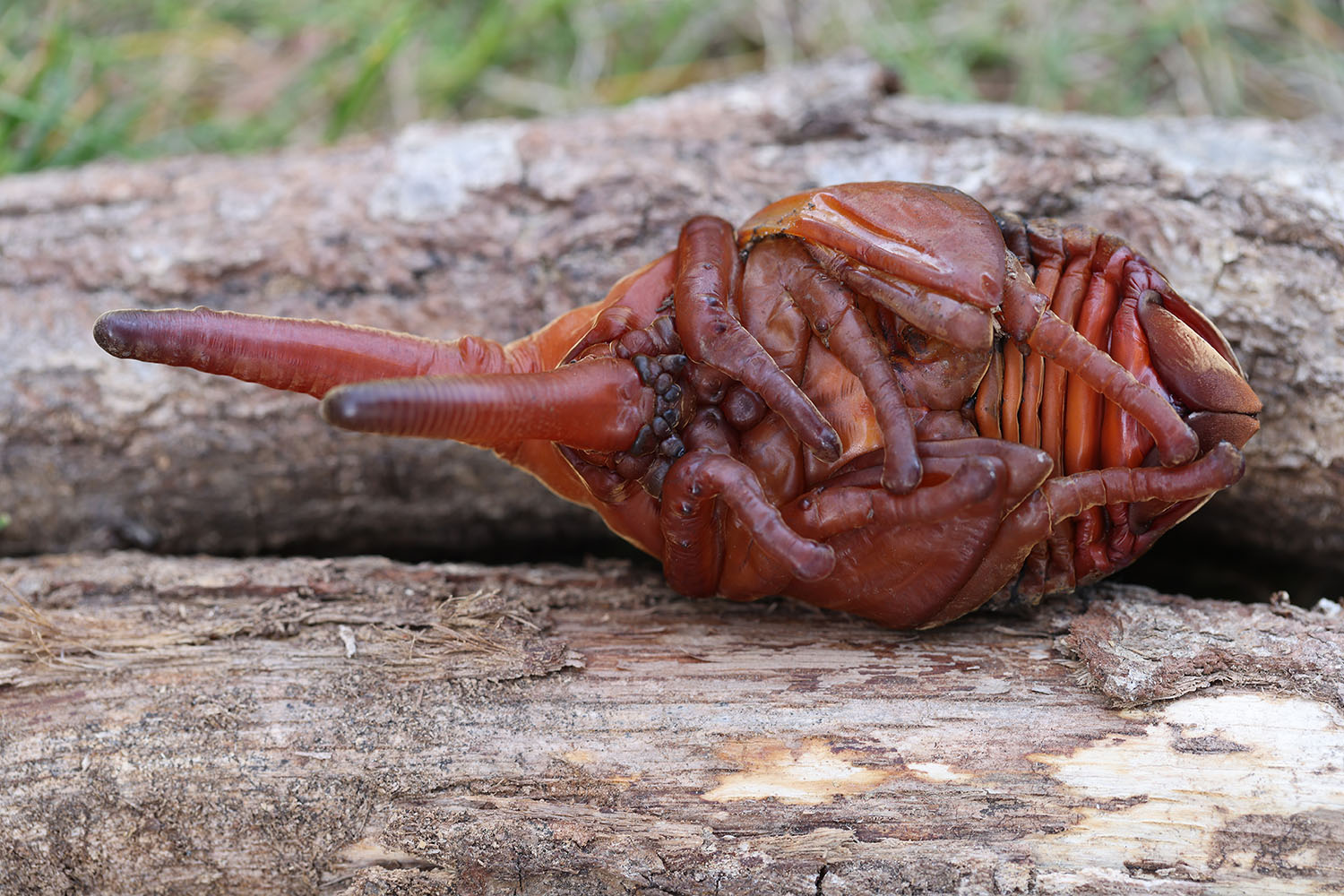 Dynastes hercules lichyi