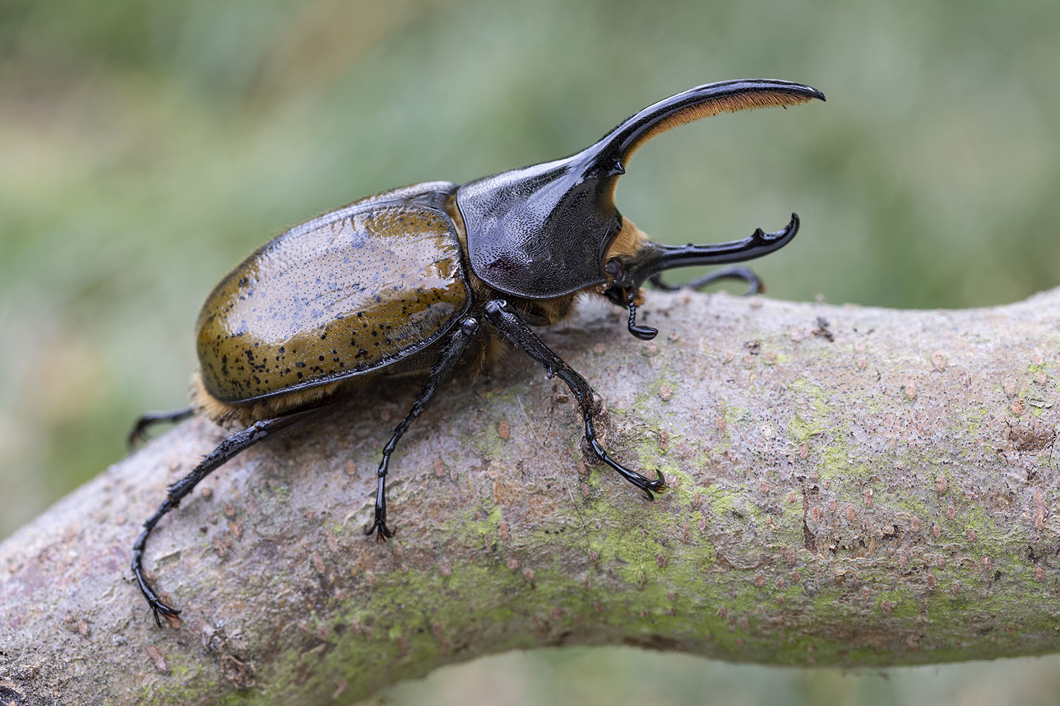 Dynastes hercules lichyi