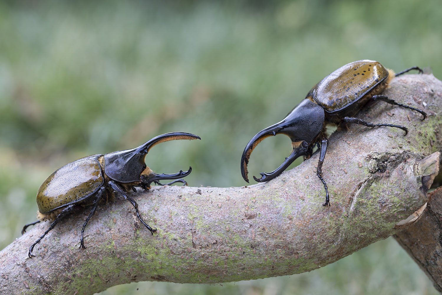 Dynastes hercules lichyi