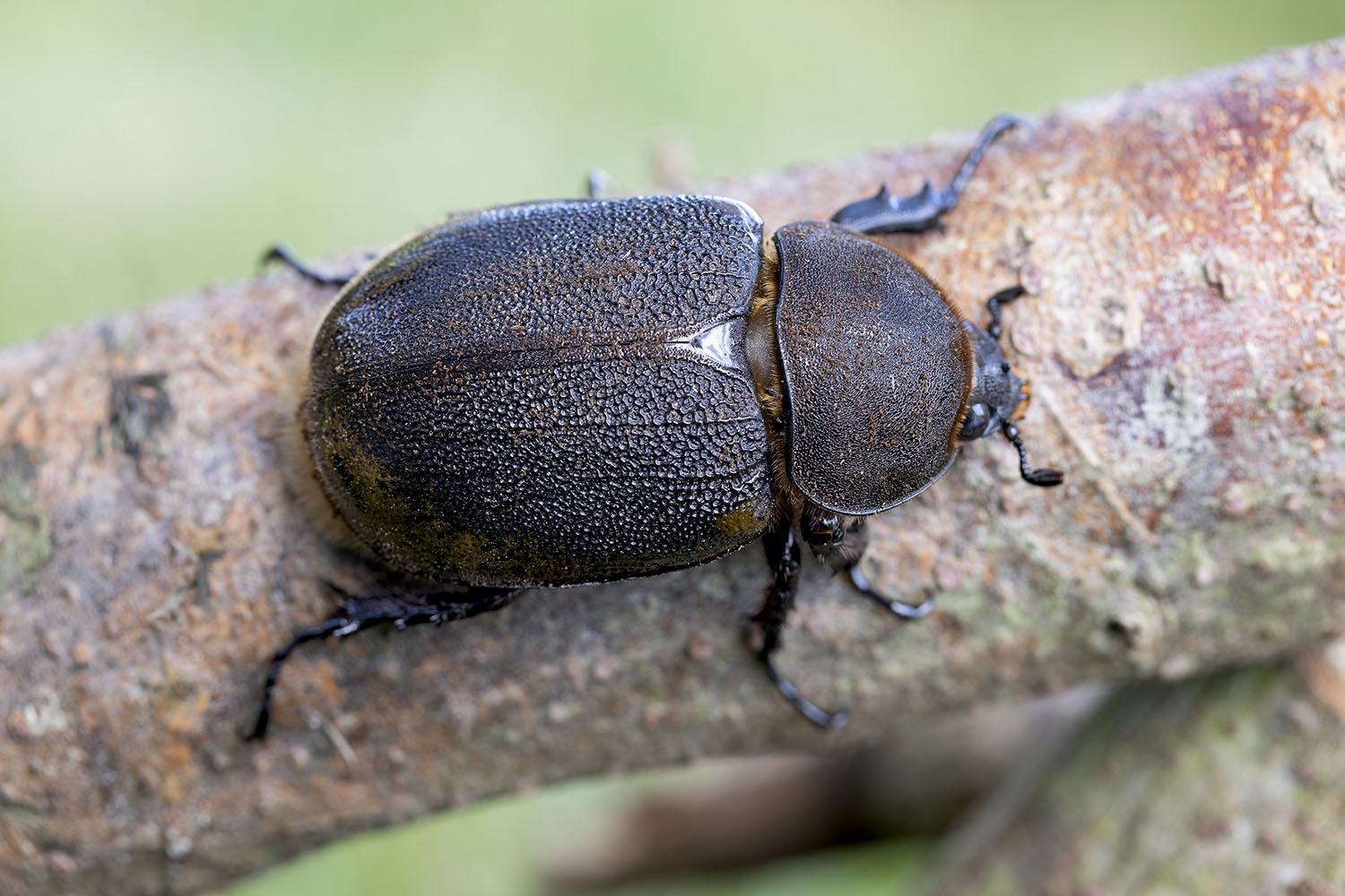 Dynastes hercules lichyi