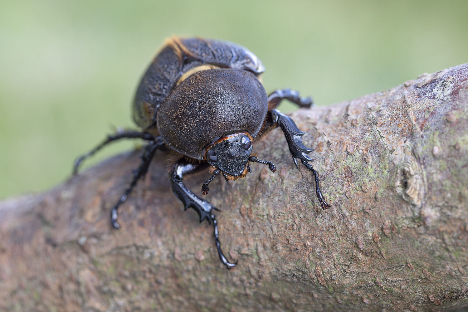 Dynastes hercules lichyi