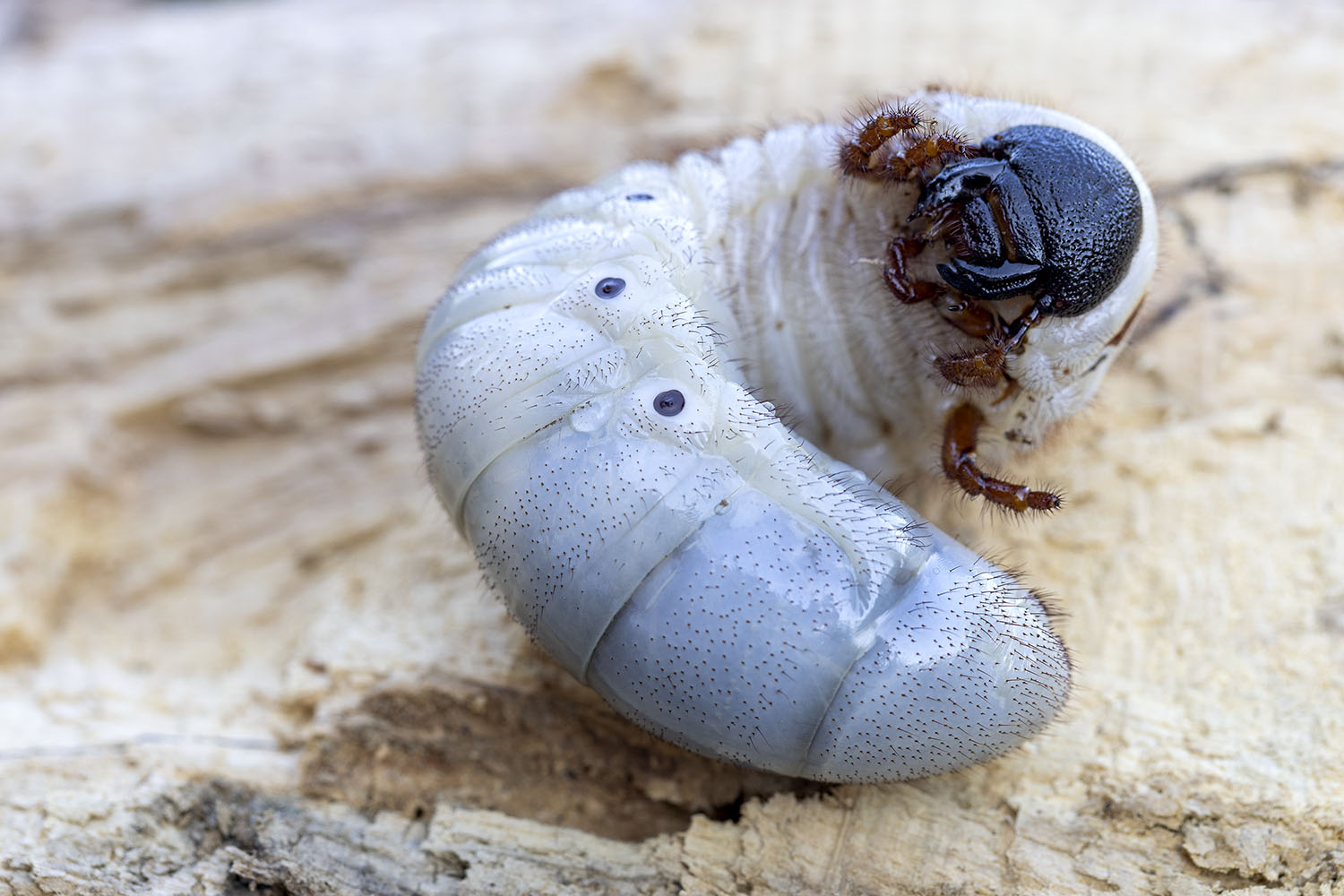 Dynastes hercules lichyi