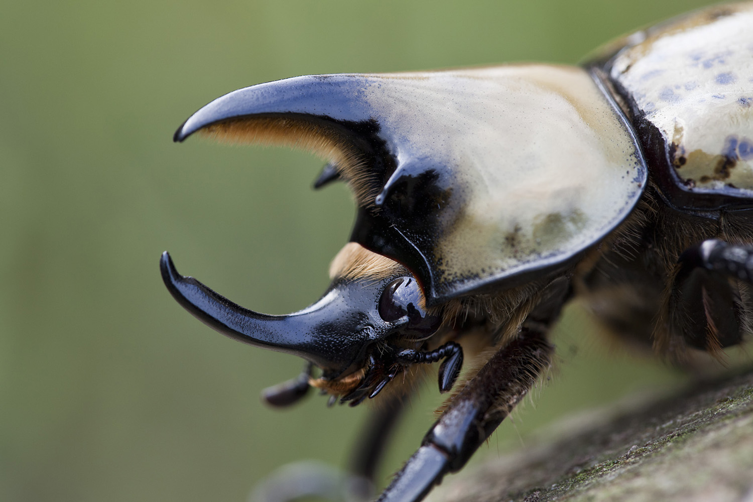 Dynastes tityus 