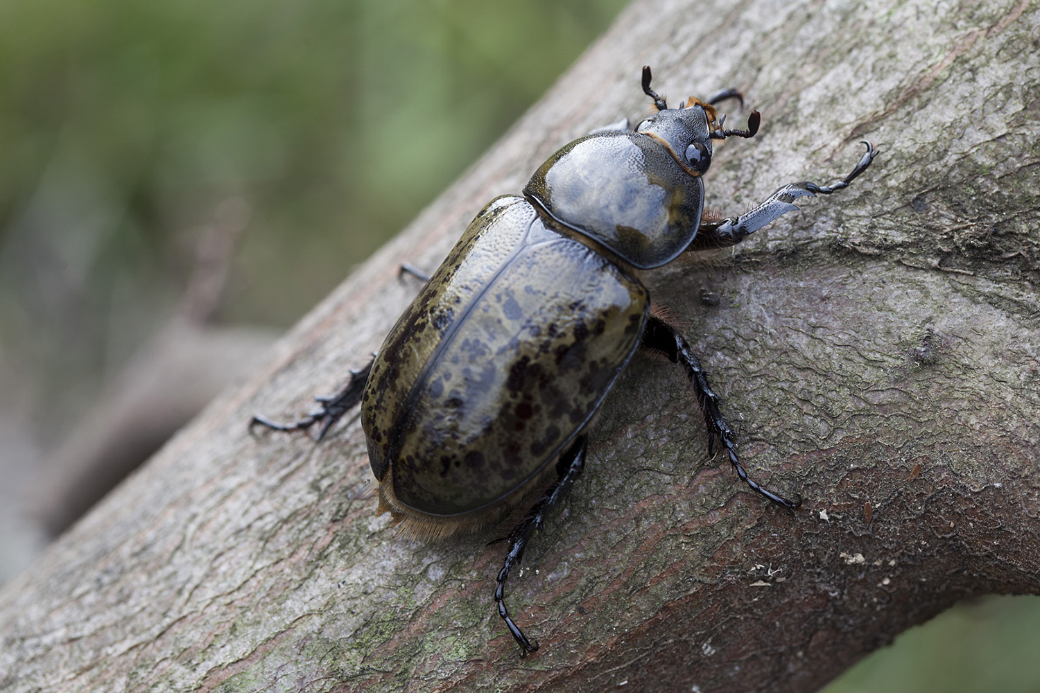 Dynastes tityus 