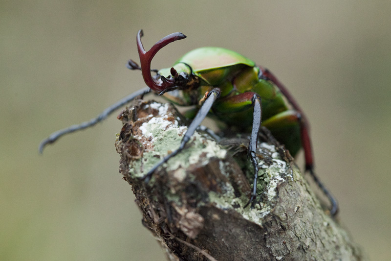 Eudicella aethiopica 