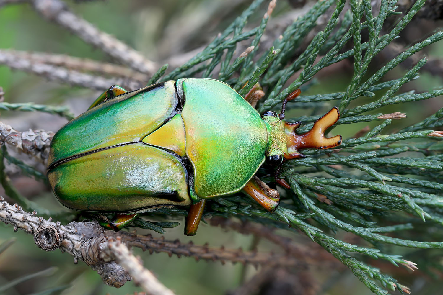 Eudicella frontalis 