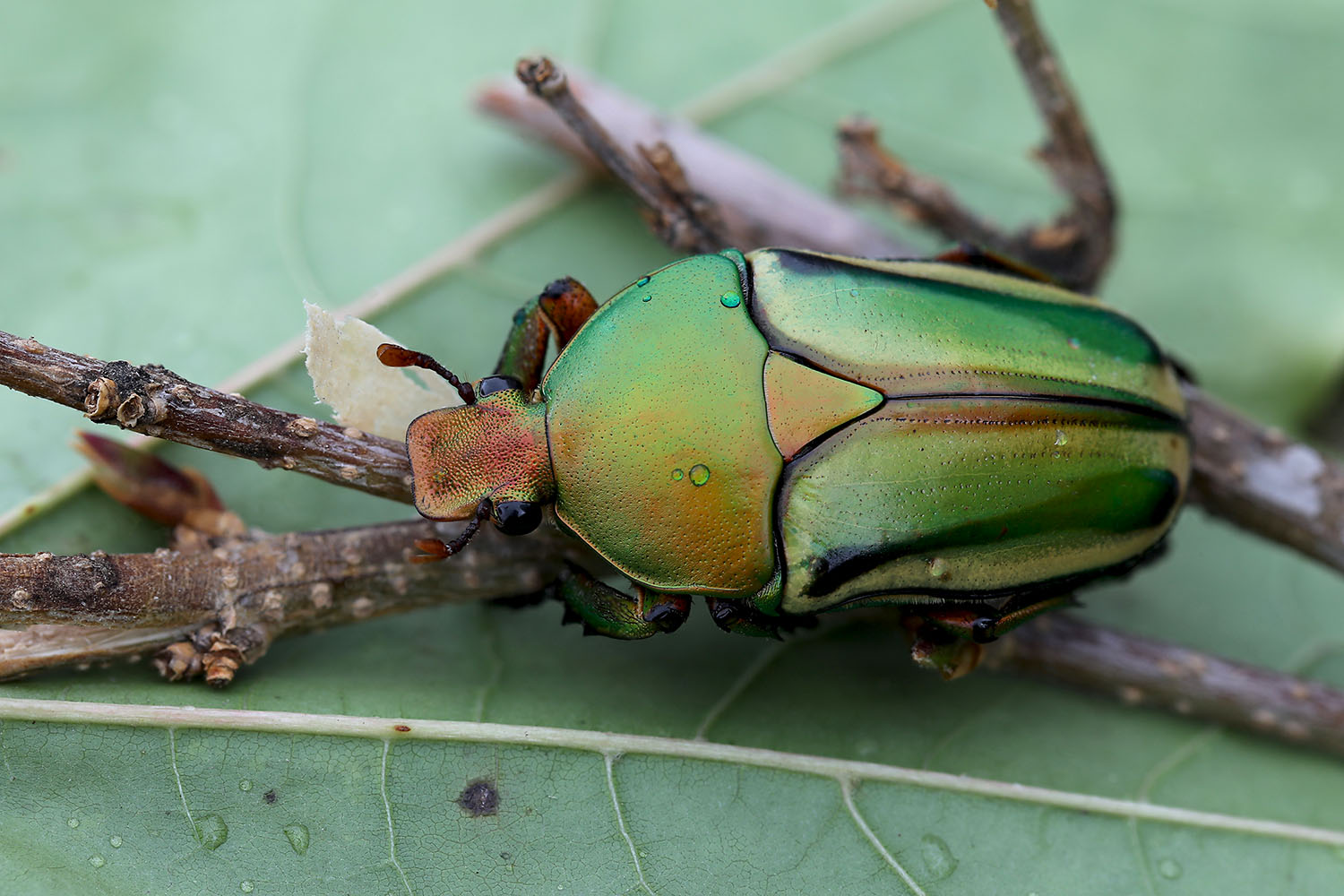 Eudicella frontalis 