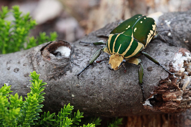 Mecynorhina polyphemus confluens