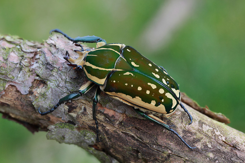 Mecynorhina polyphemus confluens