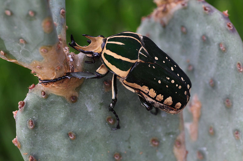 Mecynorhina polyphemus confluens