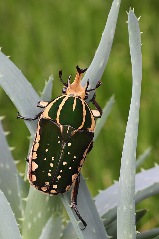 Mecynorhina polyphemus confluens