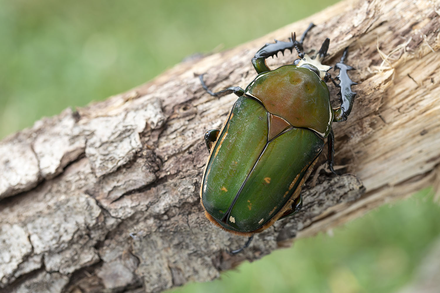 Mecynorhina torquata immaculicollis