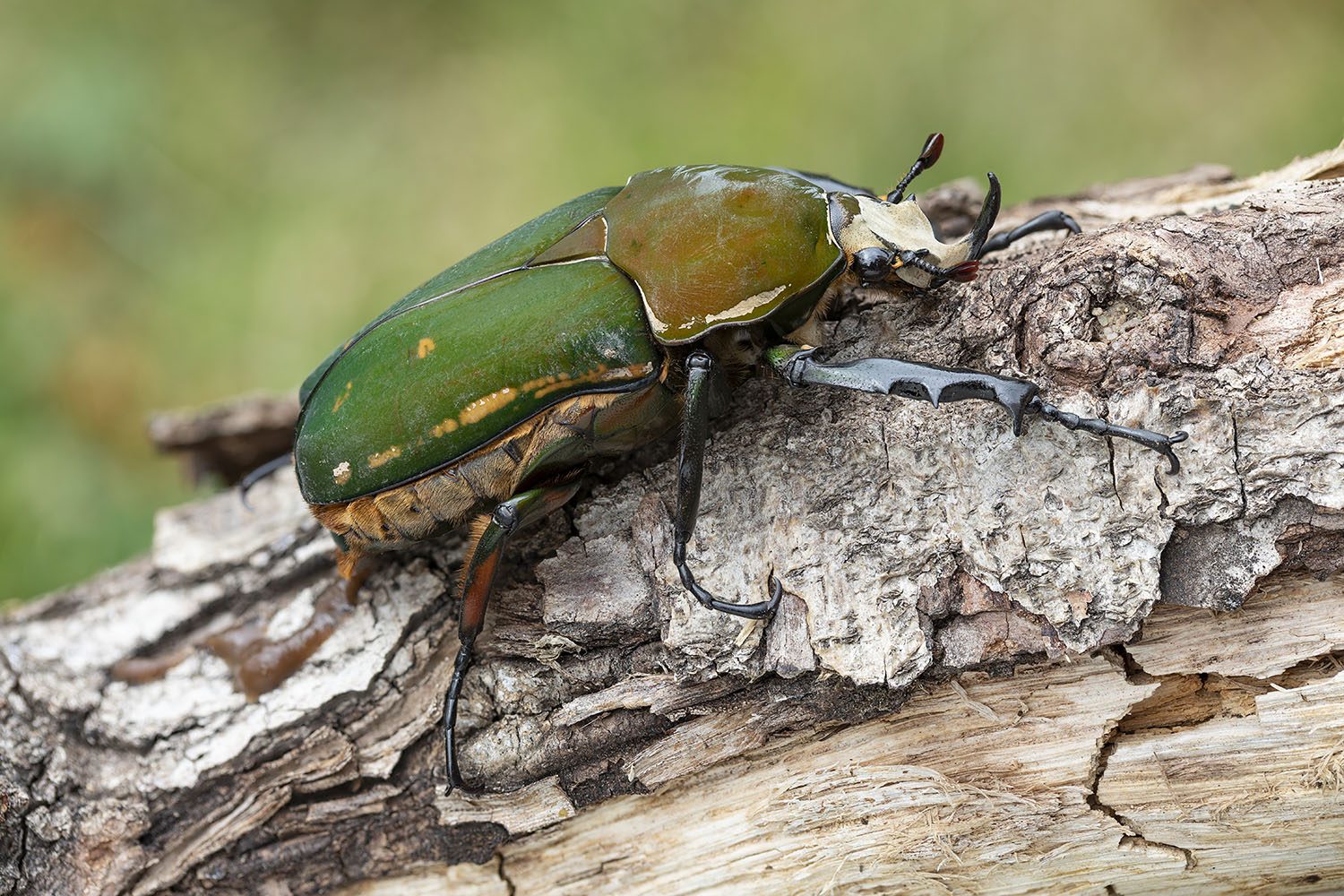 Mecynorhina torquata immaculicollis