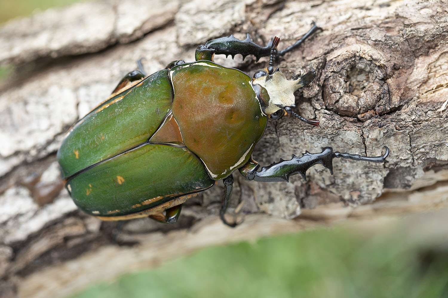 Mecynorhina torquata immaculicollis