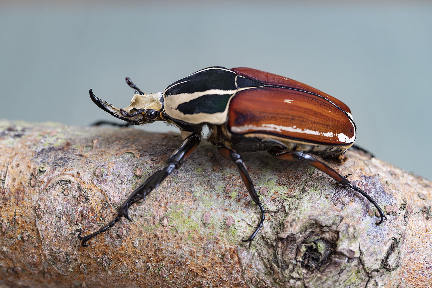 Mecynorhina torquata ugandensis