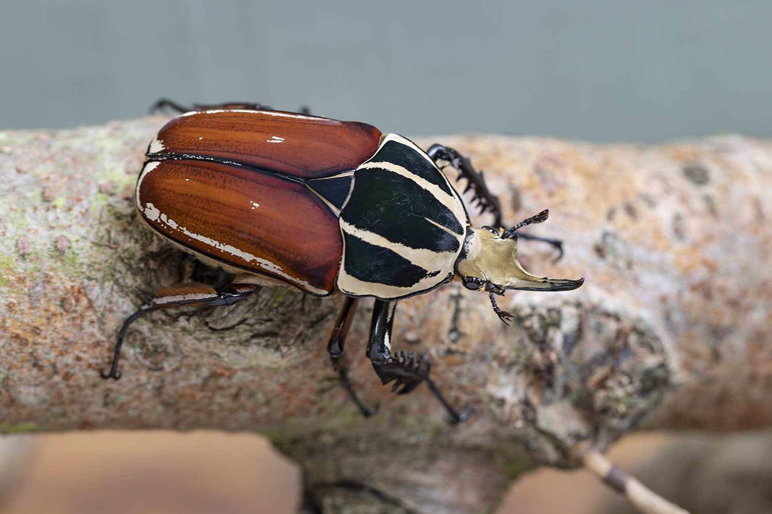 Mecynorhina torquata ugandensis