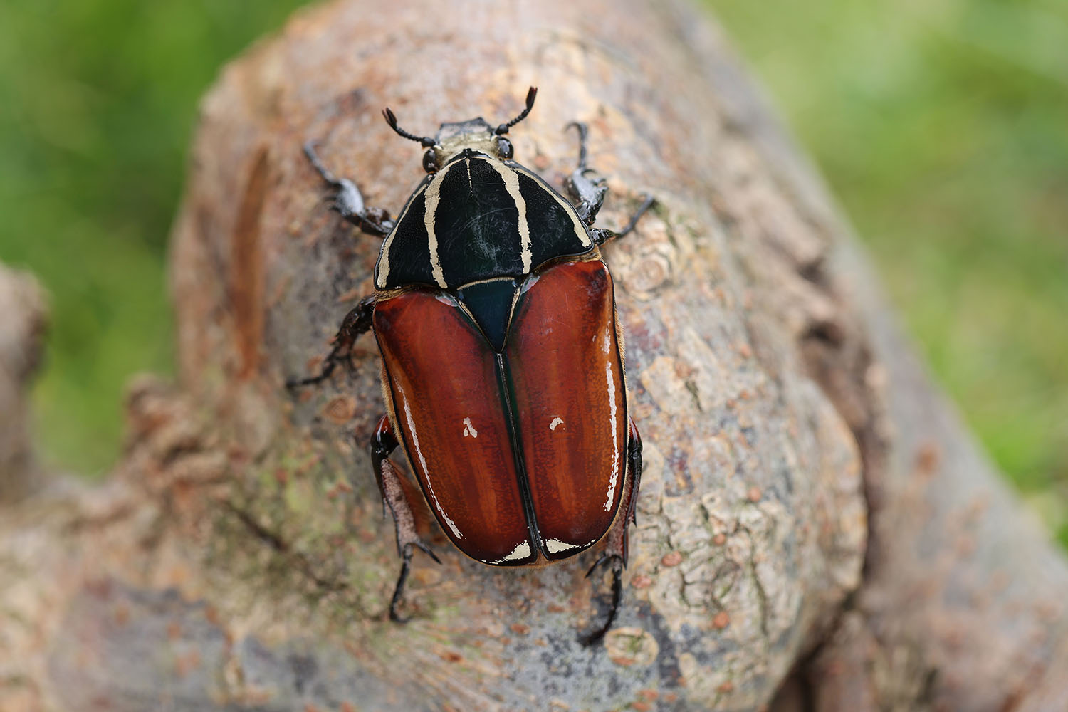 Mecynorhina torquata ugandensis