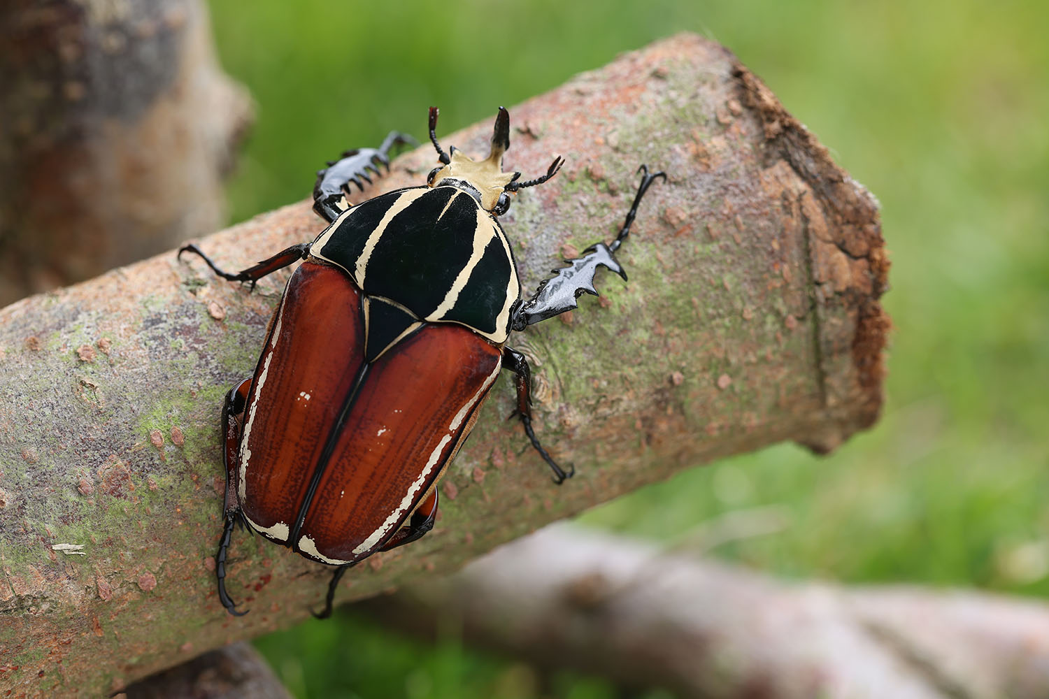 Mecynorhina torquata ugandensis