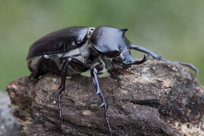 Megasoma pachecoi 