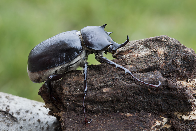 Megasoma pachecoi 