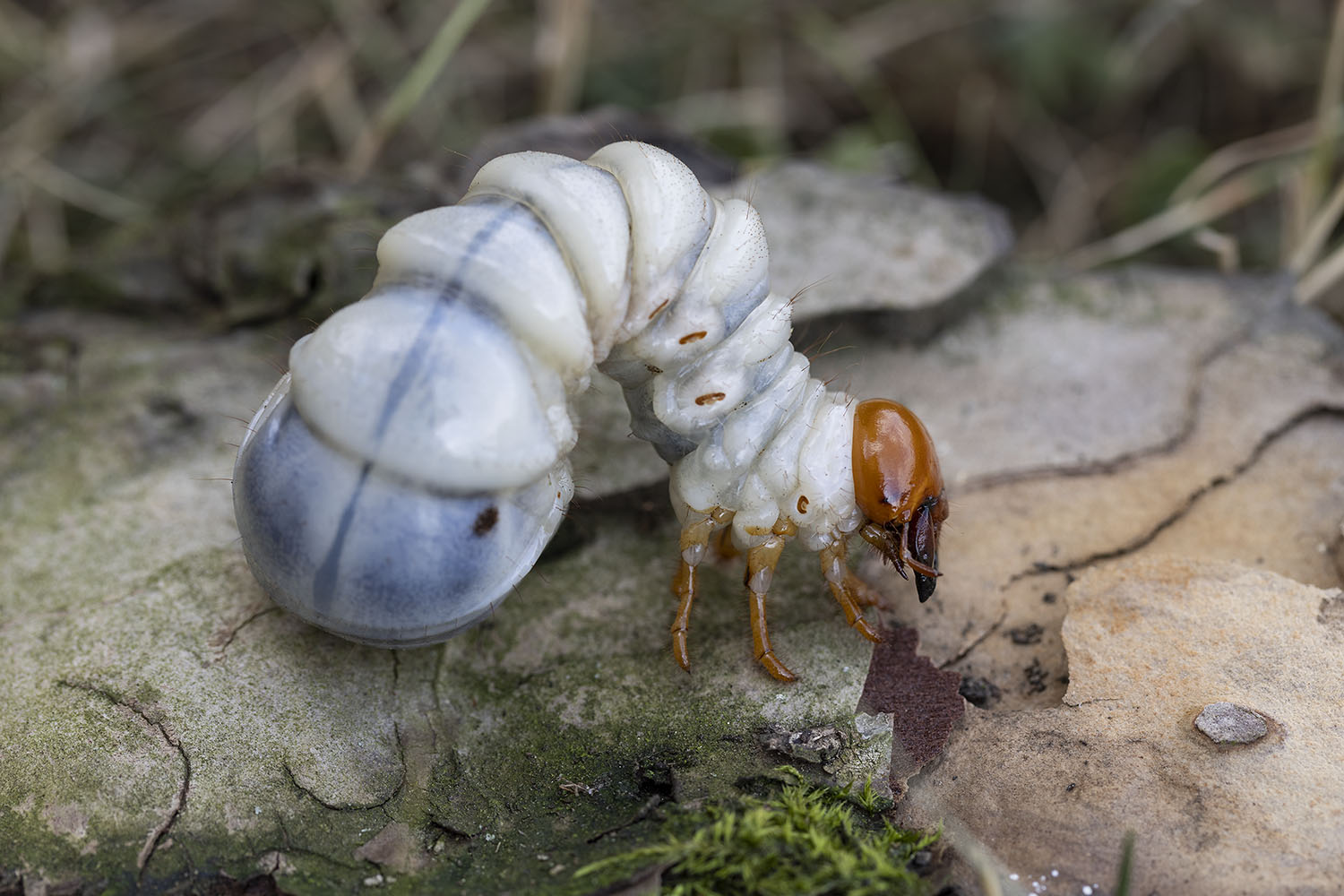 Odontolabis burmeisteri 