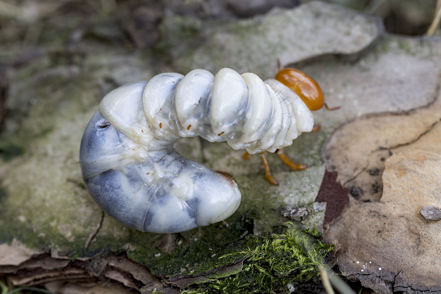 Odontolabis burmeisteri 