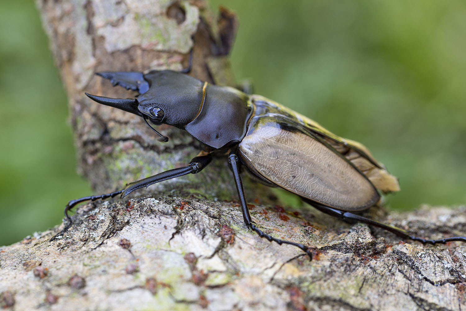 Odontolabis burmeisteri 