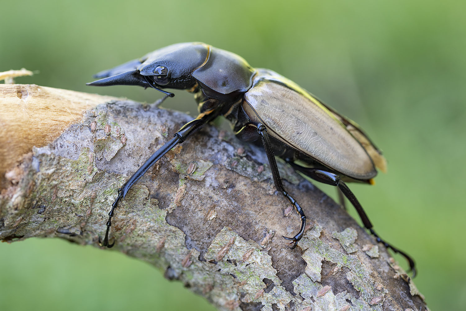 Odontolabis burmeisteri 