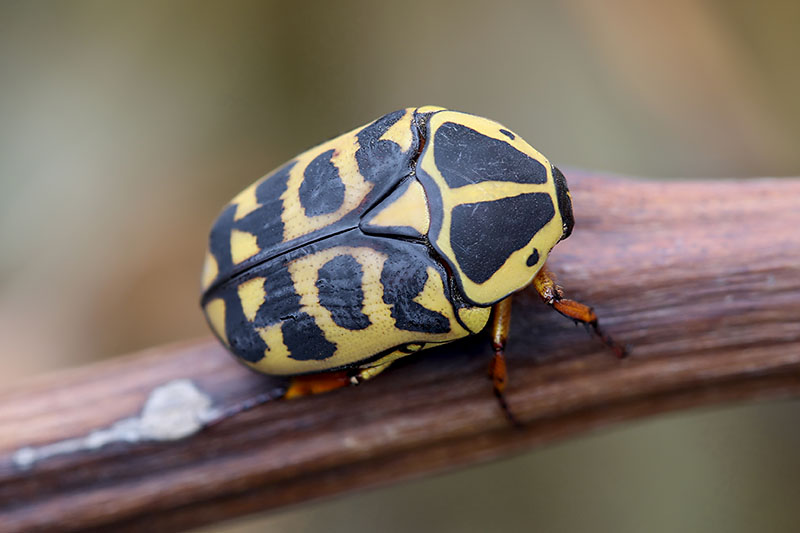 Pachnoda cordata cordata