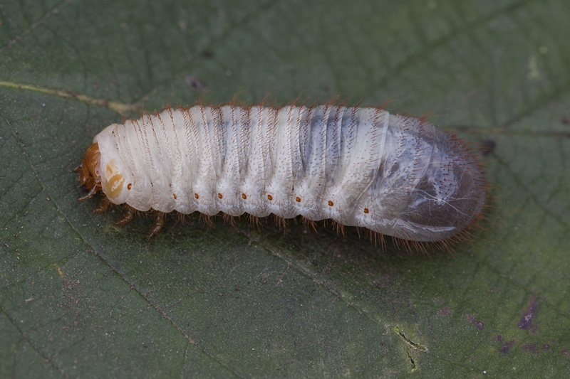 Pedinorrhina sellata 