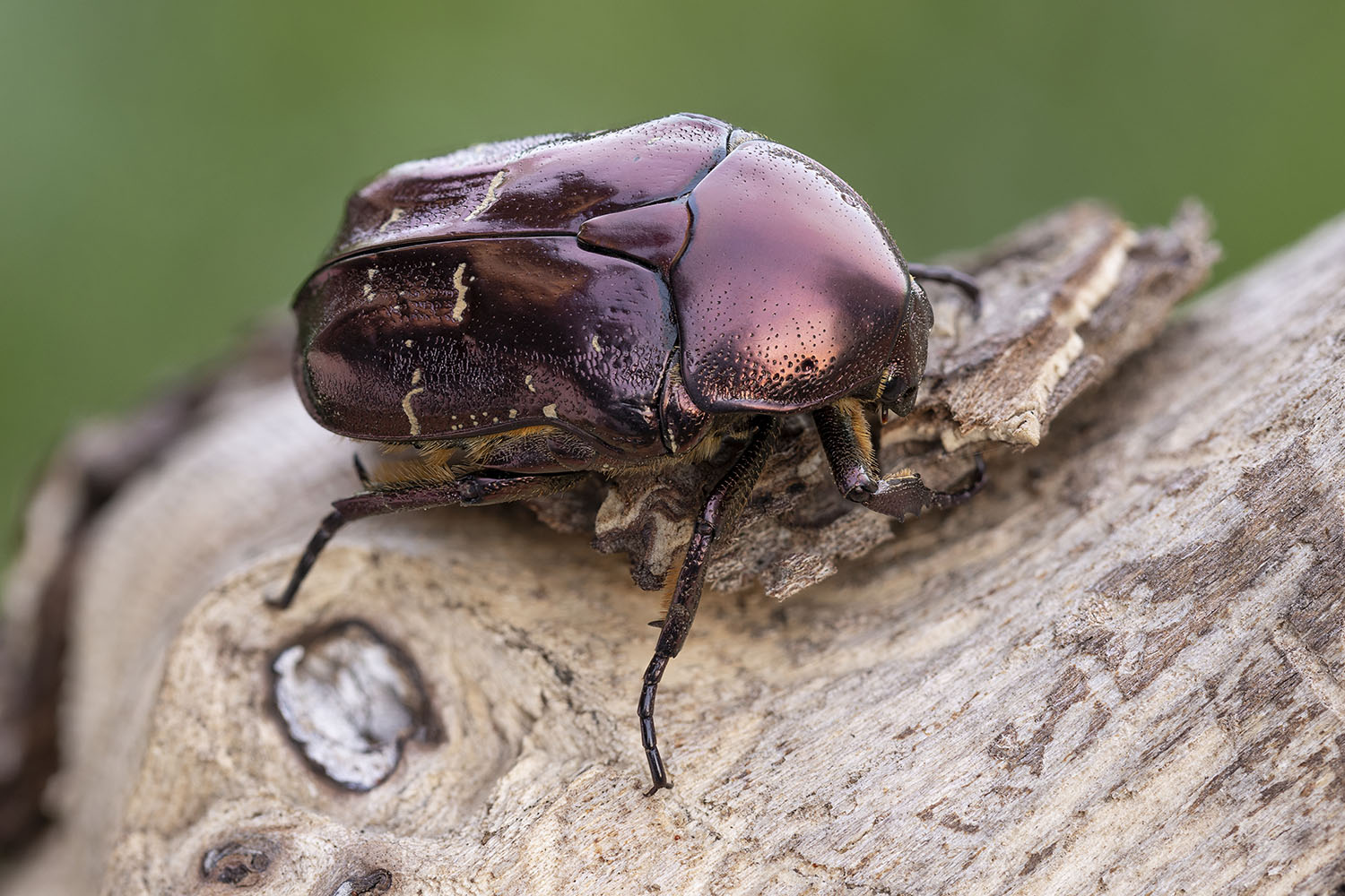 Protaetia formosana 