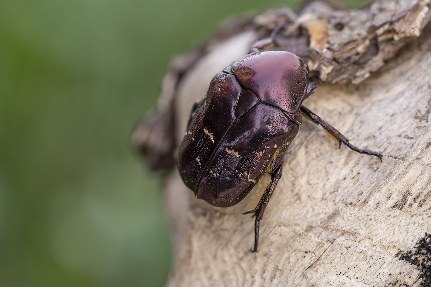 Protaetia formosana 