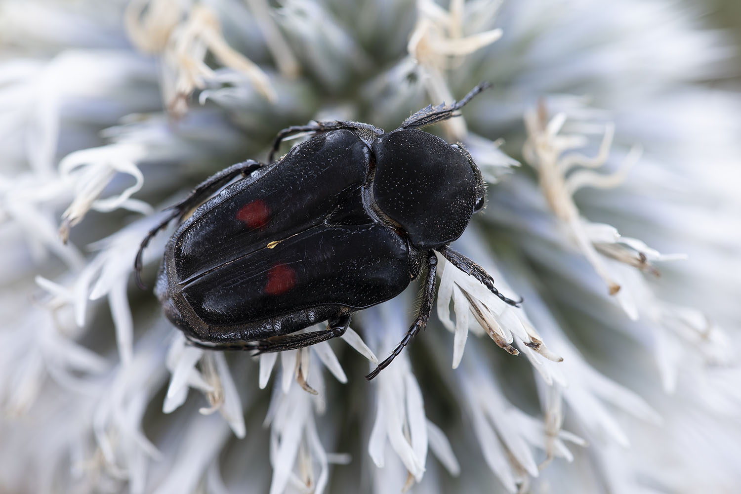 Taeniodera egregia 