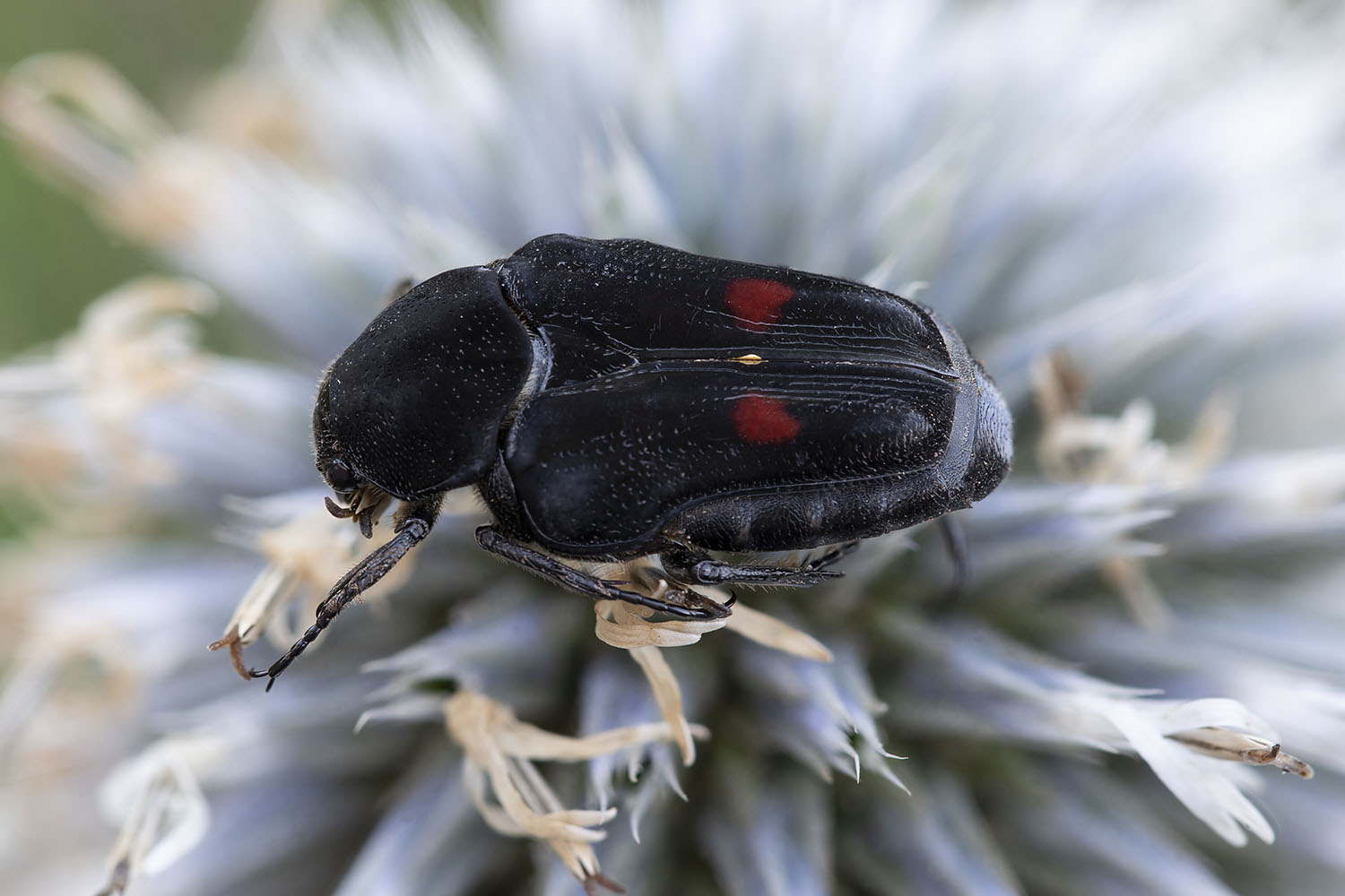 Taeniodera egregia 