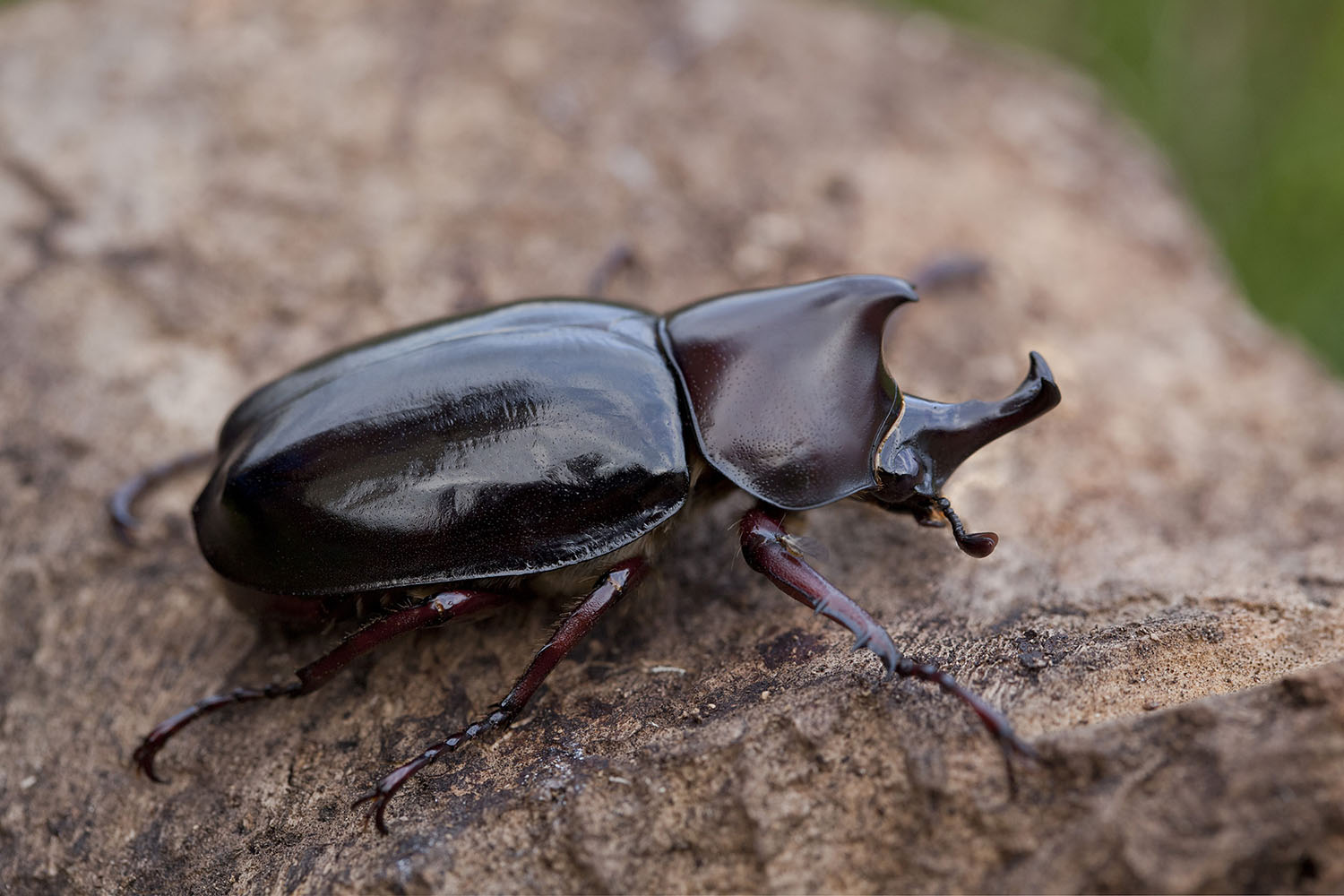 Xylotrupes gideon 