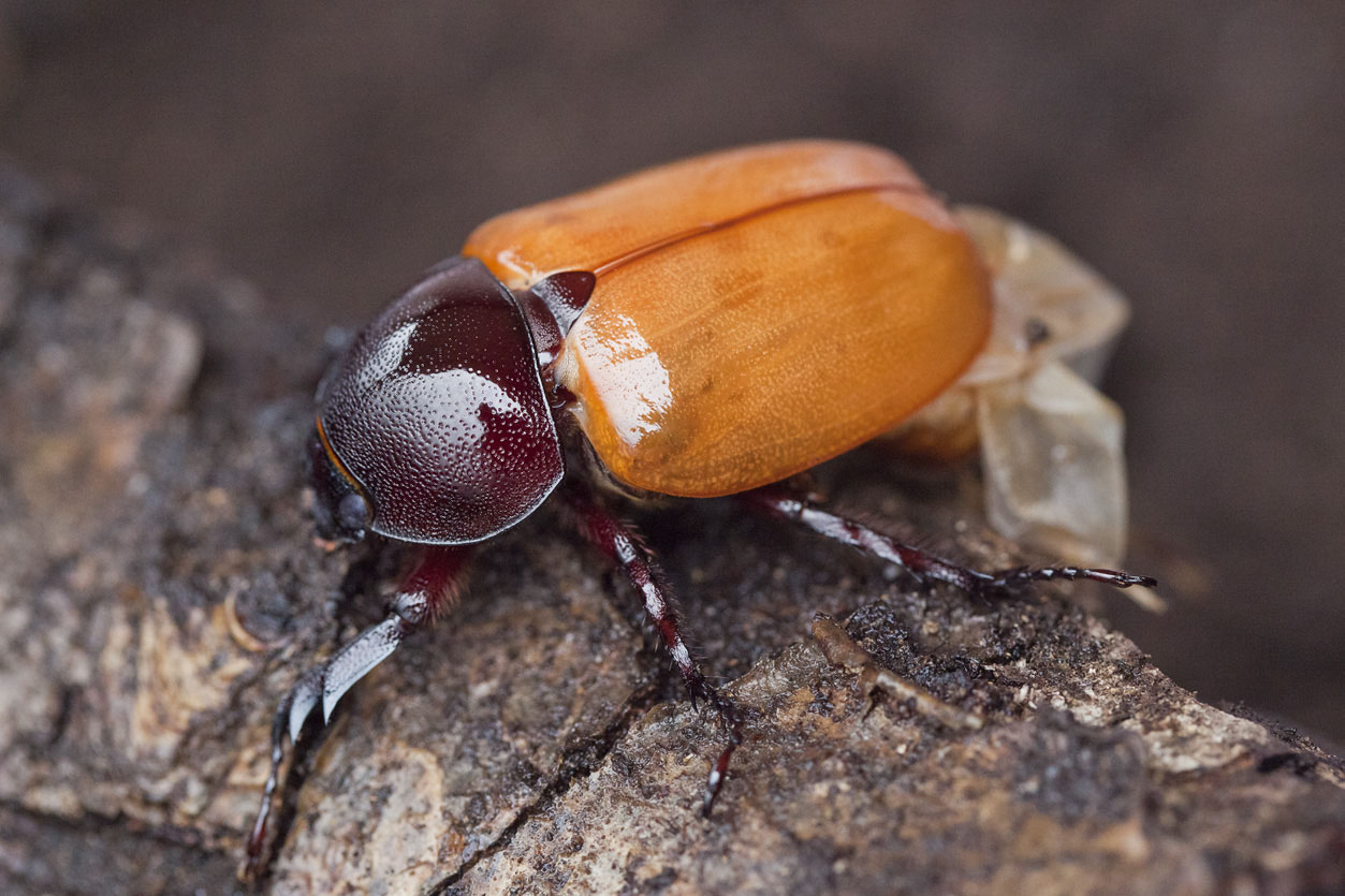 Xylotrupes gideon 