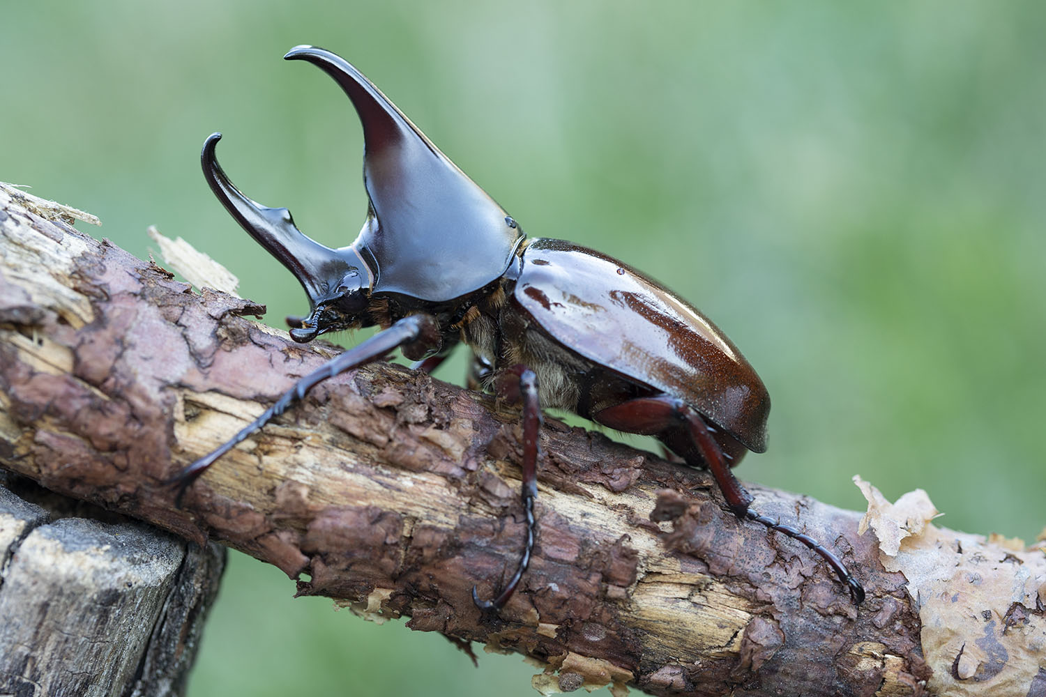 Xylotrupes gideon 