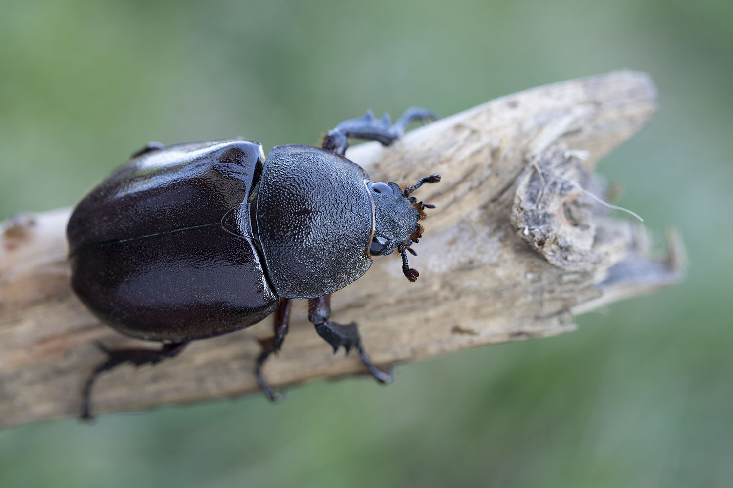 Xylotrupes gideon 