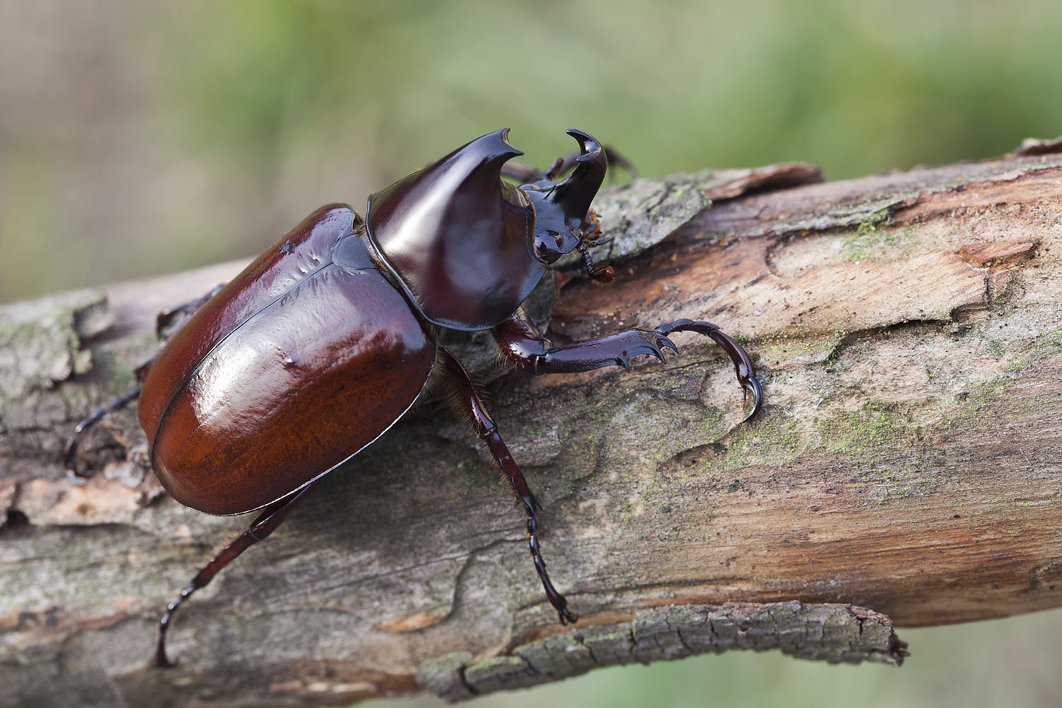 Xylotrupes gideon 