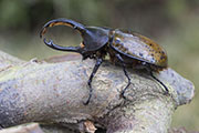 Dynastes hercules lichyi