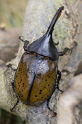 Dynastes hercules lichyi