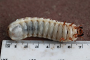 Mecynorhina torquata immaculicollis